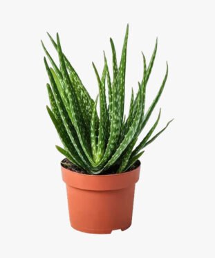 Bee Green Aloe Squarrosa Vera Clumb