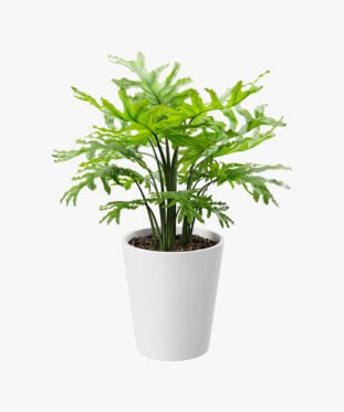 Royal Land Tree Philodendron Plant