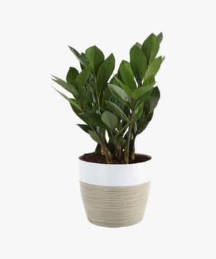 Zamioculcas Rospicta Fresh Indoor Plants