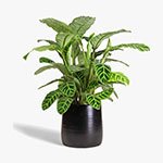 Aquatic Plants