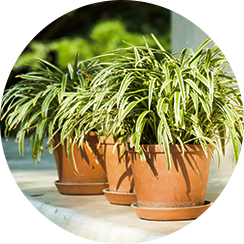 Angiosperms
